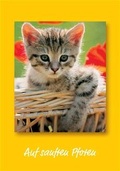 Cover: Katzen: "Auf sanften Pfoten" 2005 - Athesia Kalenderverlag GmbH