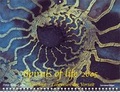 Cover: Spirals of Life 2005 - Hannesschl&auml;ger, J