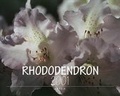 Cover: Rhododendron 2001 - ARTEA