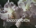 Cover: Rhododendron 2001 - ARTEA