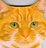 Cover: Snapshot Shaped: 4 Cats & Kittens - Dorling Kindersley Publishers Ltd