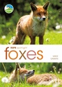 Cover: RSPB Spotlight: Foxes - Bloomsbury Natural History