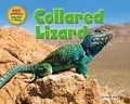 Cover: Collared Lizard - Bearport Books