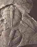 Cover: Palaeobiology - Blackwell Science Ltd