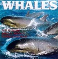 Cover: Whales - Sterling Juvenile