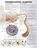 Cover: Understanding Diabetes Anatomical Chart - Lippincott Williams and Wilkins