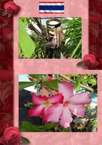 Abbildung von: Thai Blumen und Pfanzen Photobuch von Heinz Duthel - BoD E-Short
