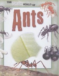 Cover: The Secret World of: Ants - Raintree Publishers