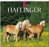 Abbildung von: Haflinger 2016 - Stürtz
