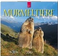 Cover: Murmeltiere 2016 - St&uuml;rtz