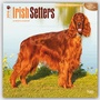 Bild: Irish Setters 2016 - Irish Setter - 18-Monatskalender mit freier DogDays-App - Brown Trout-Auslieferer Flechsig
