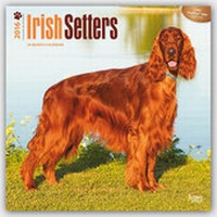 Bild vergrößern Bild: Irish Setters 2016 - Irish Setter - 18-Monatskalender mit freier DogDays-App - Brown Trout-Auslieferer Flechsig