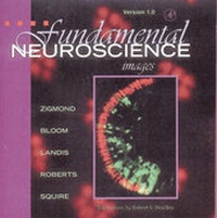 Abbildung von: Fundamental Neuroscience - Academic Press