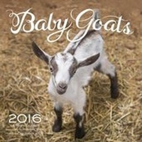 Abbildung von: Baby Goats 2016 - Rock Point
