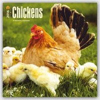 Abbildung von: Chickens 2016 - Hühner - 18-Monatskalender - Brown Trout-Auslieferer Flechsig