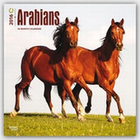 Bild vergrößern Bild: Arabians 2016 - Araber - 18-Monatskalender - Brown Trout-Auslieferer Flechsig