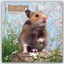 Bild: Hamsters 2016 - Hamster - 18-Monatskalender - Brown Trout-Auslieferer Flechsig