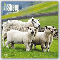 Abbildung von: Sheep 2016 - Schafe - 18-Monatskalender - Brown Trout-Auslieferer Flechsig