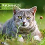 Bild: Katzen  30 x 30 cm 2016 - Ackermann Kunstverlag