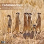Bild: Erdmännchen 30 x 30 cm 2016 - Ackermann Kunstverlag