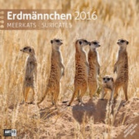 Bild vergrößern Bild: Erdmännchen 30 x 30 cm 2016 - Ackermann Kunstverlag