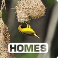Cover: Homes: Picture This - Houghton Mifflin Harcourt Publishing Company