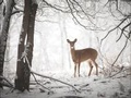 Cover: Doe in the Forest Large Embellished Holiday Notecards - Mudpuppy Press