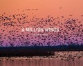Cover: A Million Wings - Wild Abundance Publishing