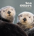Cover: 2016 Sea Otters Wall Calendar - Pomegranate Communications Inc,US