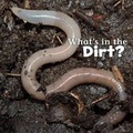 Cover: What's in the Dirt? - Capstone Press