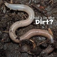 Enlarge image Cover: What's in the Dirt? - Capstone Press