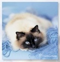 Cover: Blue Eyes Cat Magnet Calendar - Harvest House Publishers