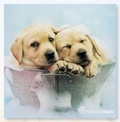 Cover: Suds of Fun Puppy Magnet Calendar - Harvest House Publishers