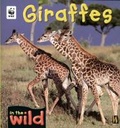 Cover: Giraffes - Hodder Wayland