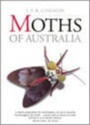Cover: Moths of Australia - CSIRO Publishing