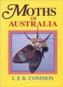 Cover: Moths of Australia - CSIRO PUBLISHING