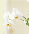 Cover: Orchid - Ryland, Peters & Small Ltd
