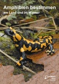 Cover: Amphibien bestimmen - Laurenti