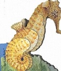Cover: Seahorse - Harry N. Abrams, Inc.