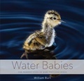 Cover: Water Babies - Countryman Press Inc.