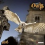 Cover: Magic Owls 2016 - Tushita PaperArt GmbH