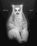 Cover: Animal - Schilt Publishing