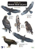 Cover: Guide to British Birds of Prey - Field Studies Council