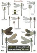 Cover: Guide to the Dragonflies and Damselflies of Britain - Field Studies Council