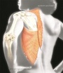 Cover: Human Anatomy with Clinical Issues in Anatomy plus Access to Human Anatomy Place and Anatomy360 CD-ROM - Pearson