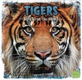 Cover: Tigers - Raintree
