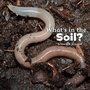 Cover: What's in the Soil? - Raintree