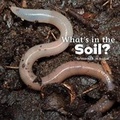 Cover: What's in the Soil? - Raintree