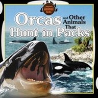 Enlarge image Cover: Orcas and Other Animals That Hunt in Packs - Windmill Books