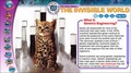 Cover: The Invisible World - Weldon Owen Education Ltd